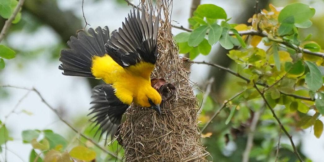 Yellow Oriole at nest by Nancy Eliot, Macaulay Library at the Cornell Lab of Ornithology