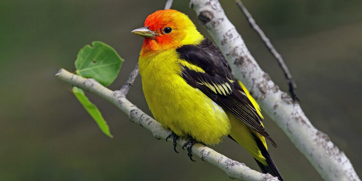 Western-tanager Western Tanager