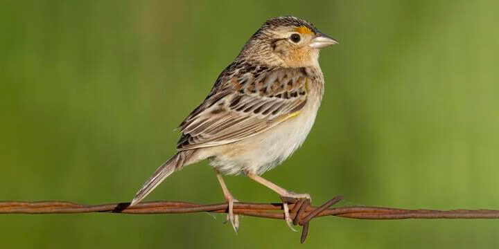 Grasshopper Sparrow