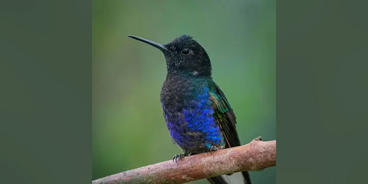 Velvet-purple-coronet Velvet-purple Coronet pair by Ngoc Sam Thuong Dang, Macaulay Library at the Cornell Lab of Ornithology