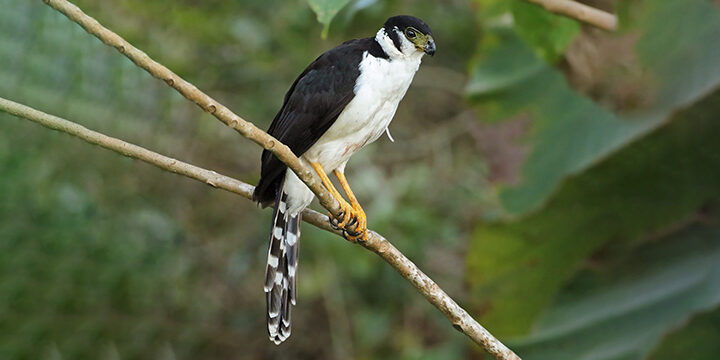 Collared Forest-Falcon, dark adult. Photo by Jean Bonilla, Macaulay Library at the Cornell Lab of Ornithology.