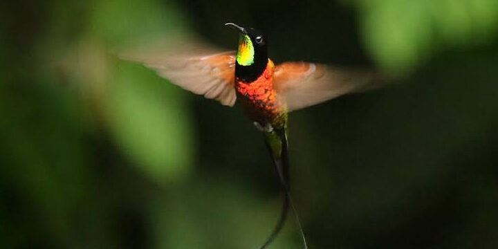 Female Fiery Topaz on nest. Photo by Renata Biancala, Macaulay Library at the Cornell Lab of Ornithology