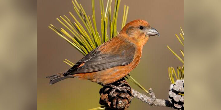 Red Crossbill