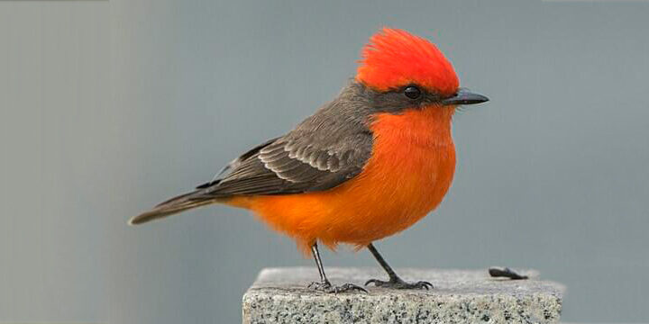 Vermilion-Flycatcher