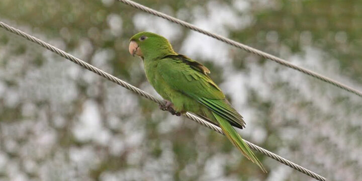 Bird of The Week: Green Parakeet