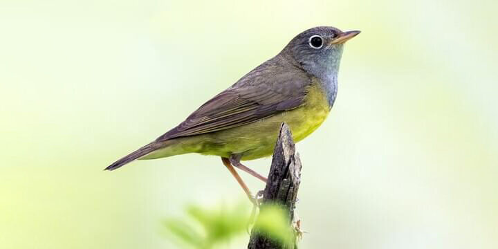 Connecticut Warbler