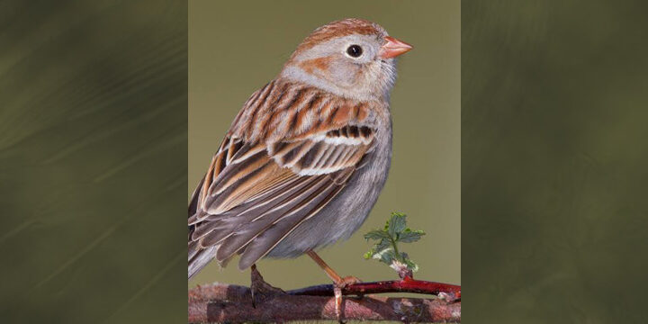 Field Sparrow