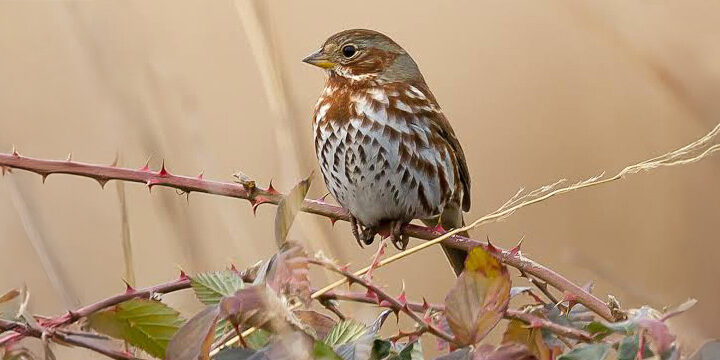 Fox Sparrow