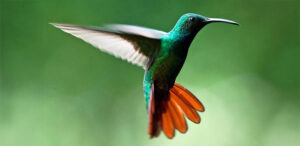 Green-breasted Mango