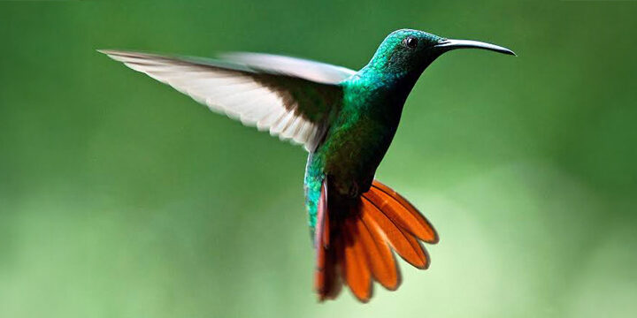 Green-breasted Mango