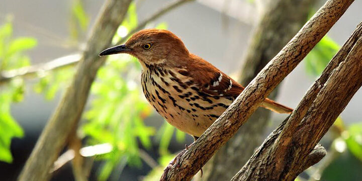 Brown Thrasher