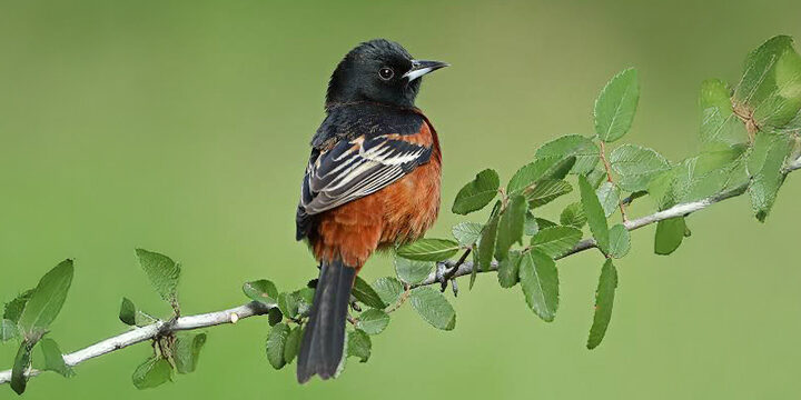 Orchard-oriole Female Orchard Oriole by Agnieszka Bacal, Shutterstock