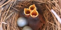hatching bluebirds in nest box hatching bluebirds in nest box