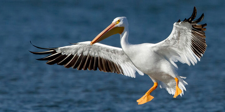 American White Pelican