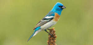Male Lazuli Bunting mid-song. Photo by Agnieszka Bacal, Shutterstock.