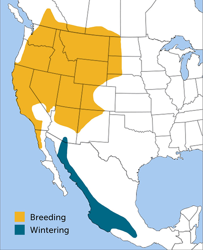 Lazuli Bunting Region and Range Map