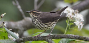 Northern Waterthrush