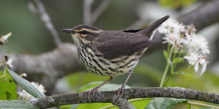 Northern-waterthrush Northern Waterthrush