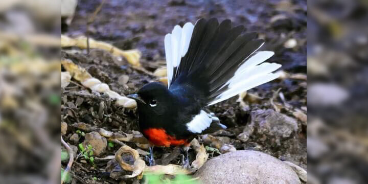 Painted Redstart