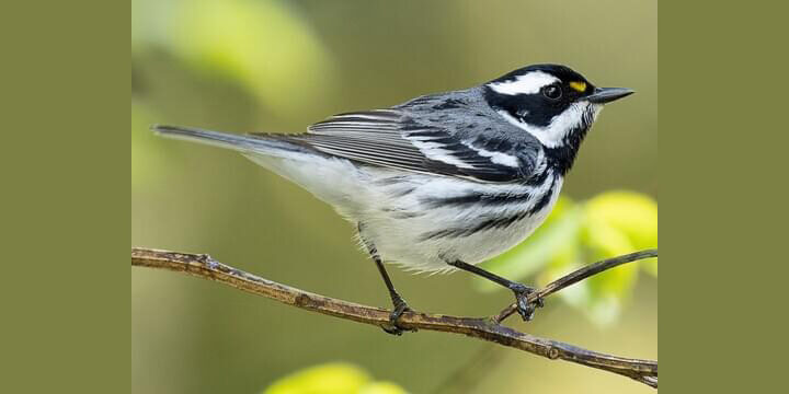 Black-throated Gray Warbler