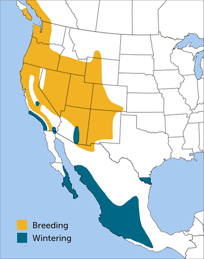 Black-throated Gray Warbler range map