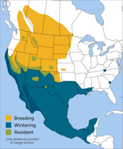 Eared Grebe region map