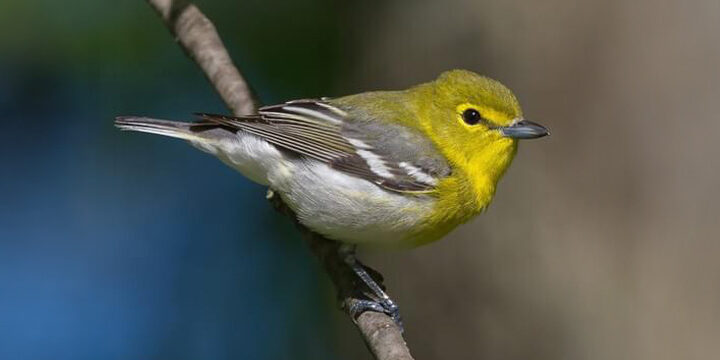 Yellow-throated Vireo collecting spiderweb to build its nest. Photo by Andrew Weitzel.