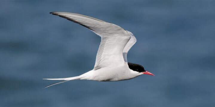 Arctic-tern Arctic Tern