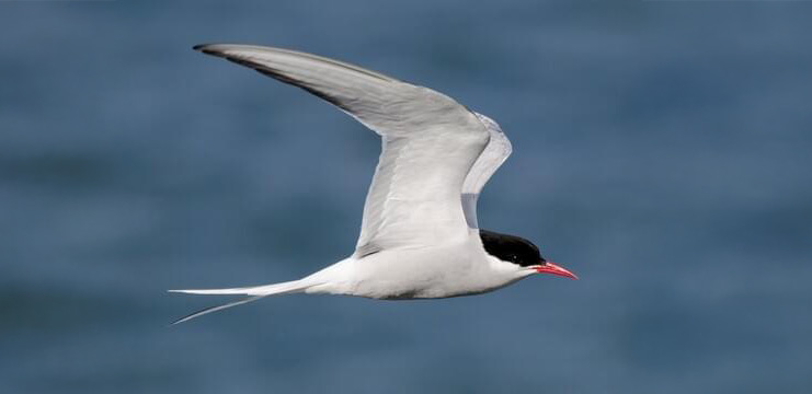 Arctic Tern