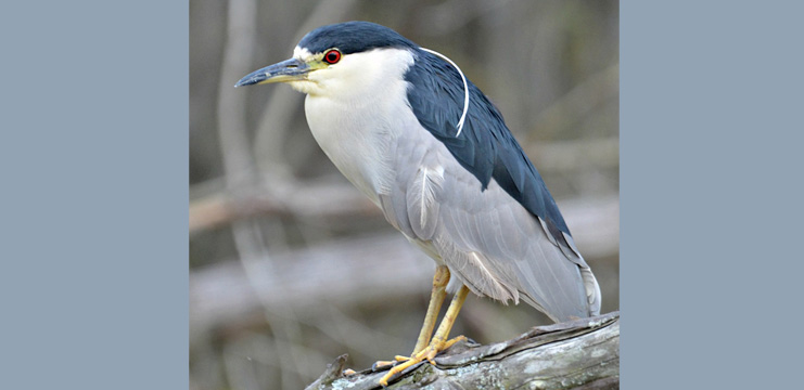 Black-crowned Night Heron