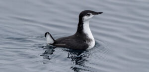 Guadalupe Murrelet