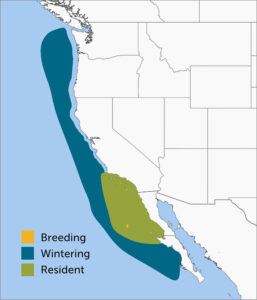 Guadalupe Murrelet Range Map