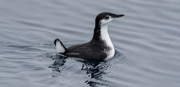 Guadalupe Murrelet
