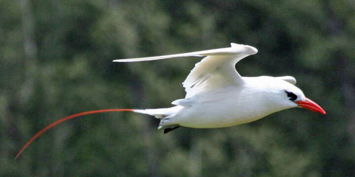 Red-tailed Tropicbird