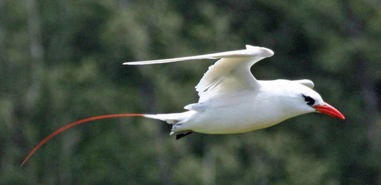 Red-tailed Tropicbird