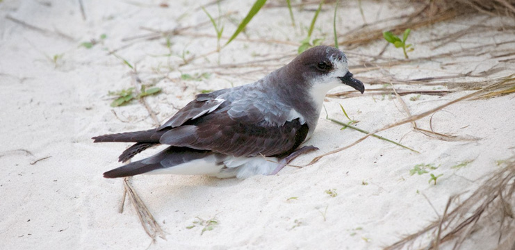 Bonin Petrel