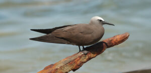 Brown Noddy
