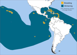 Brown Noddy Region Map