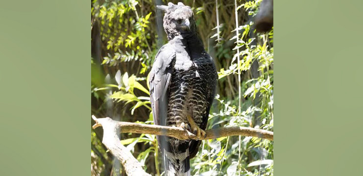 Crested Eagle