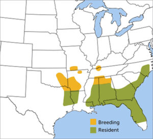 Bachman’s Sparrow range map by ABC