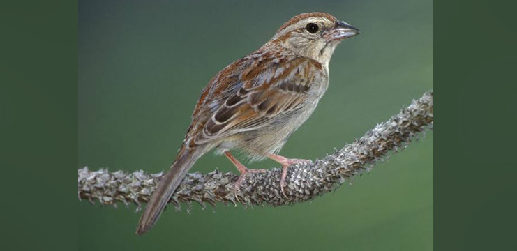 Bachman’s Sparrow
