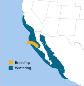 Black-vented Shearwater Range Map