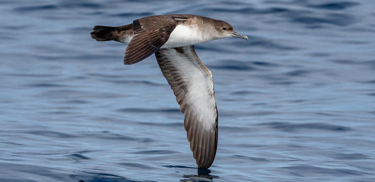 Black-vented Shearwater