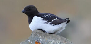 Dovekie