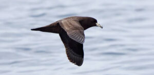 Parkinson’s Petrel