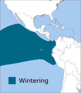 Parkinson’s (Black) Petrel range map by ABC