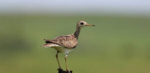 Upland Sandpiper