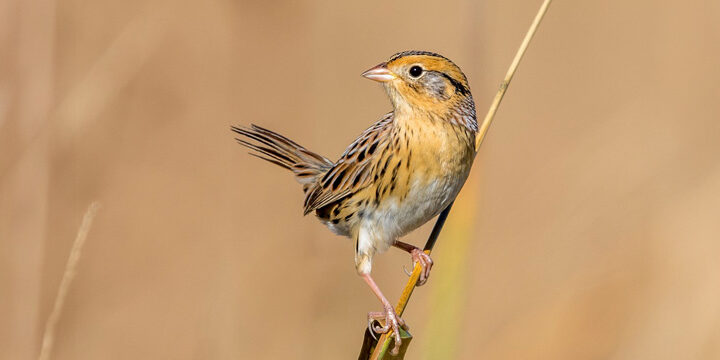 LeConte’s Sparrow