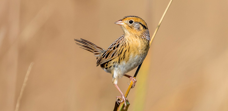LeConte’s Sparrow