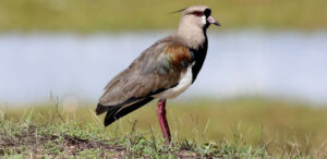 Southern Lapwing